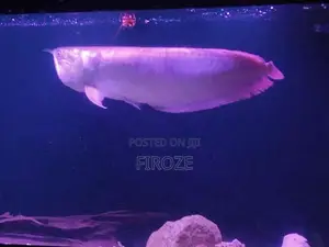 Arowana Fish