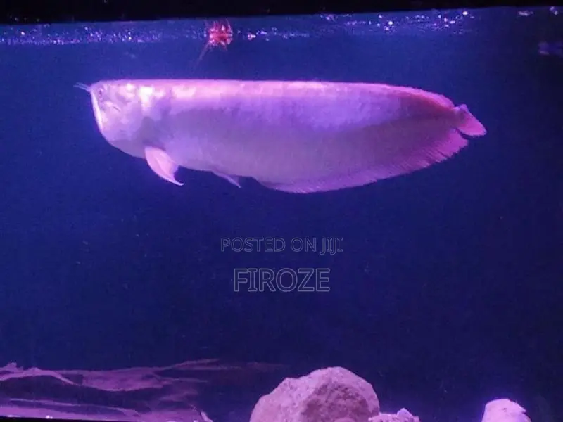 Arowana Fish