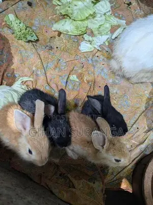 හා පැටවුන්