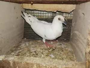 පරවියන්