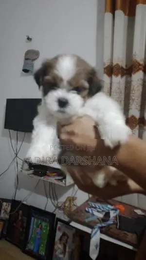 Shih Tzu Puppies