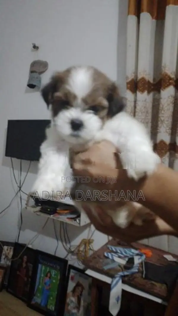 Shih Tzu Puppies