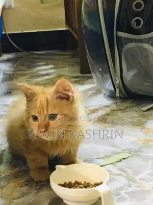 Persian Kitten