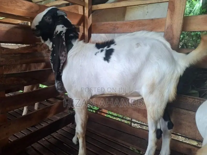 Jamunapary Goats