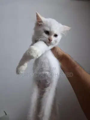 Persian Kittens