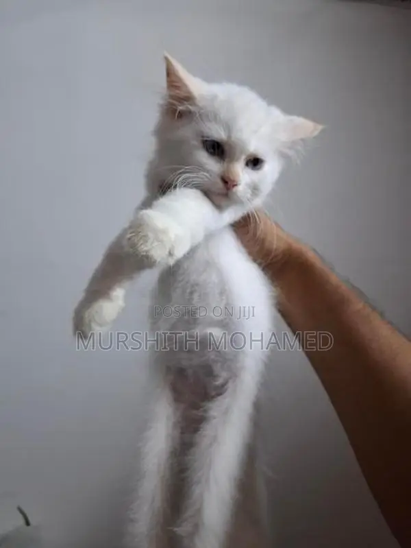 Persian Kittens