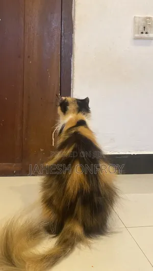 1+ year Female Purebred Exotic