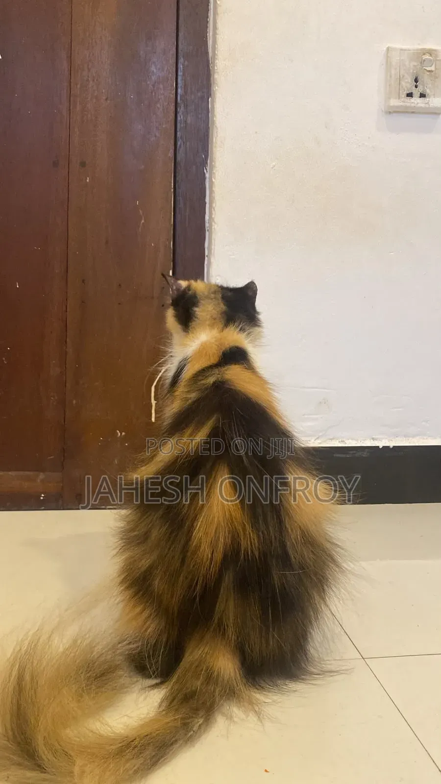 1+ year Female Purebred Exotic