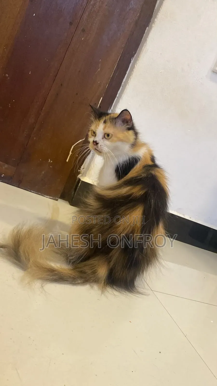 1+ year Female Purebred Exotic