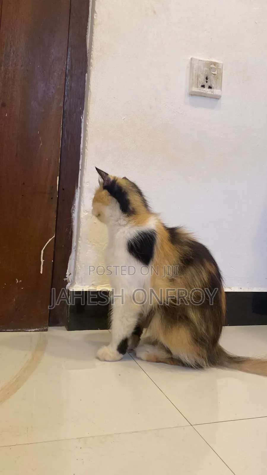 1+ year Female Purebred Exotic
