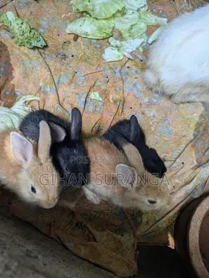 හා පැටවුන්