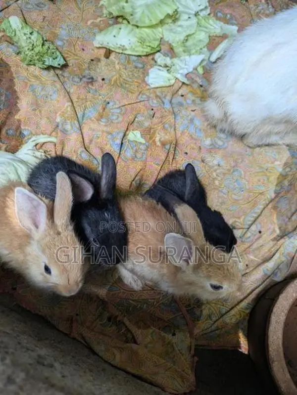 හා පැටවුන්