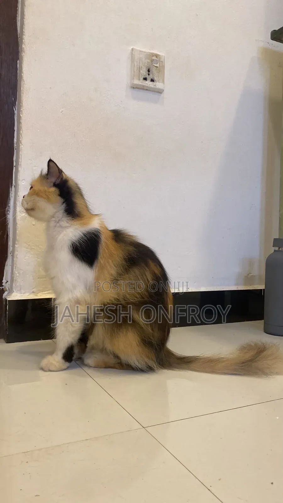 1+ year Female Purebred Exotic