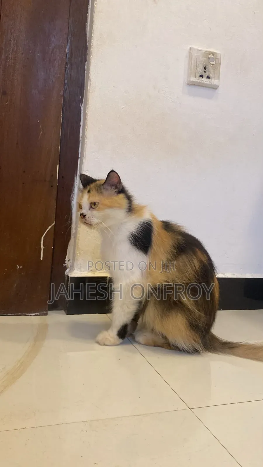 1+ year Female Purebred Exotic