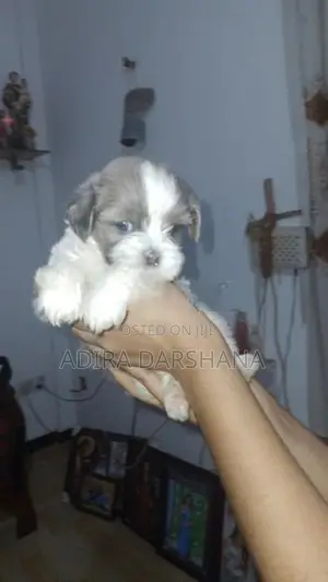 Shih Tzu Puppies