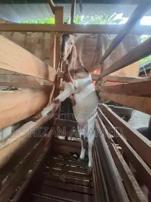 Jamunapary Goats