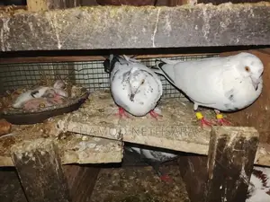පරවියන්