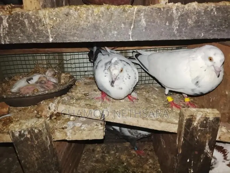 පරවියන්