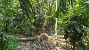 Land for Sale in Kandy Gam Udawa