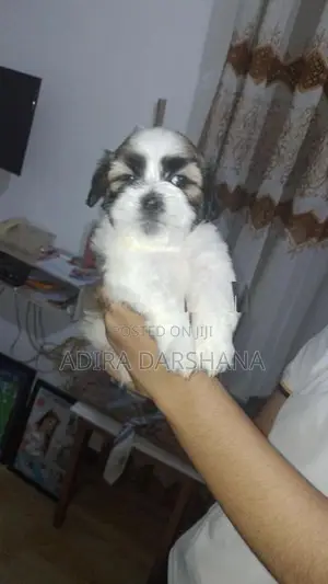 Shih Tzu Puppies