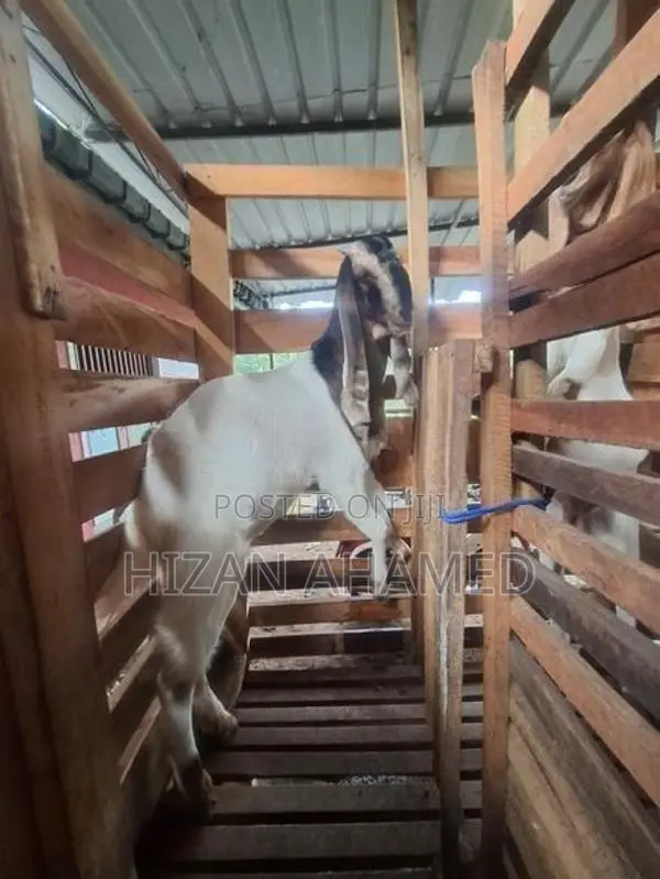 Jamunapary Goats