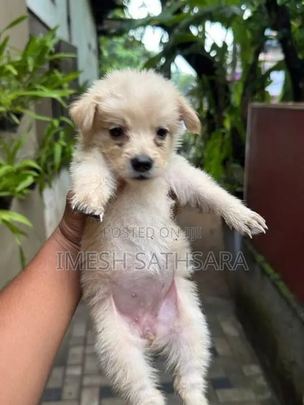 Pomeranian Puppies