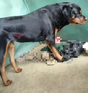 Rottweiler Puppies