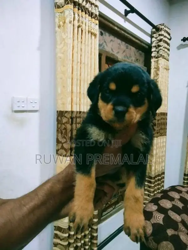 Rottweiler Puppies