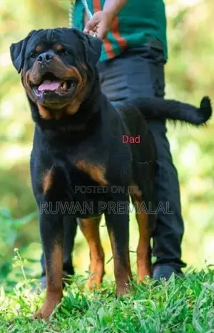 Rottweiler Puppies