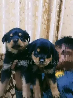 Rottweiler Puppies