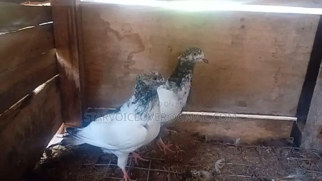Pigeons