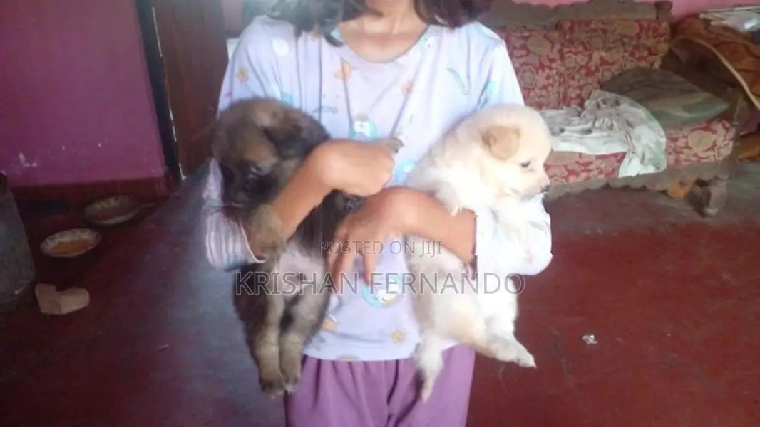 Pomeranian Dog Puppies