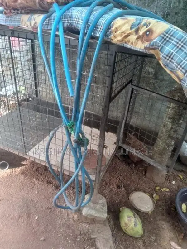Dog Cage