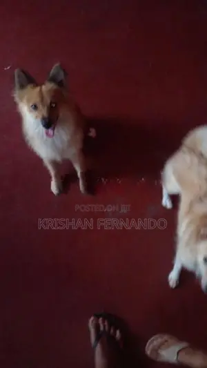 Pomeranian Dog Puppies