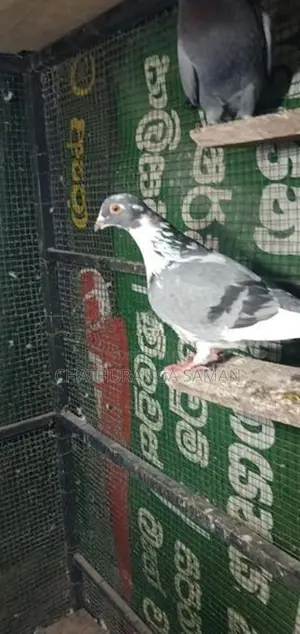 පරවියන්
