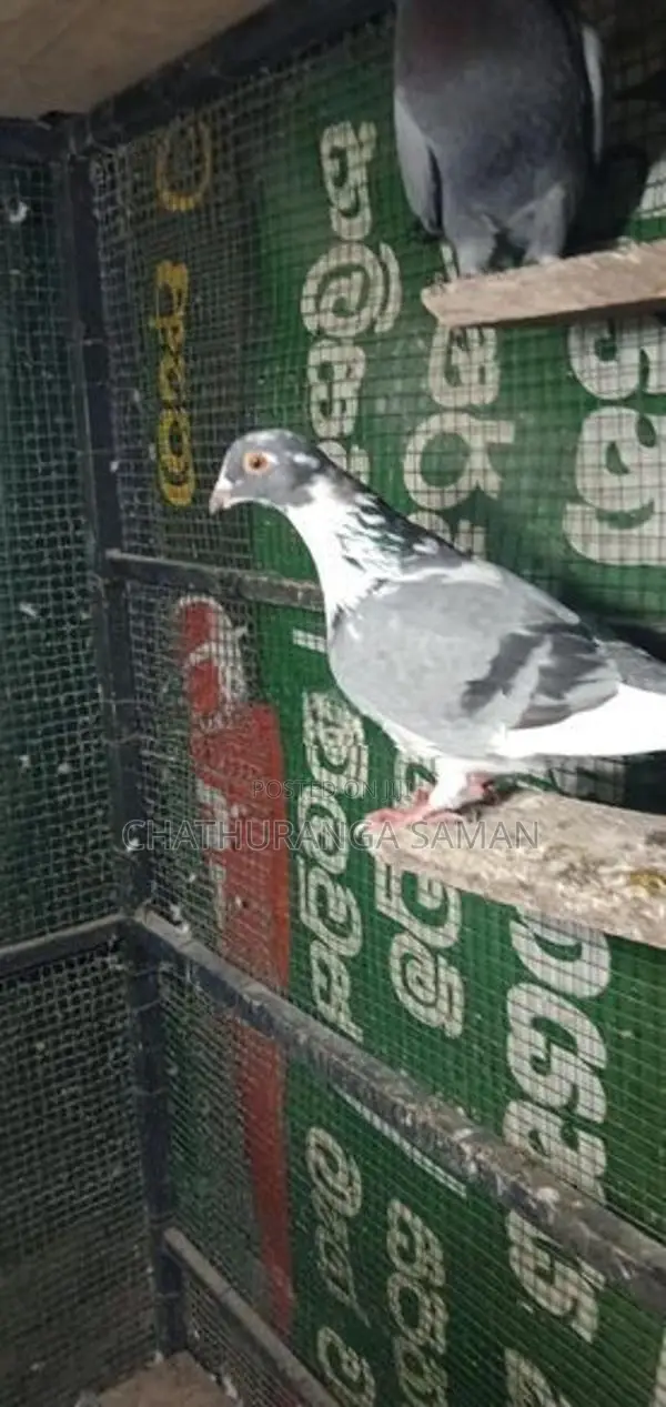 පරවියන්