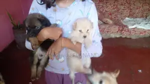Pomeranian Dog Puppies