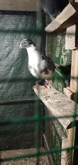 පරවියන්