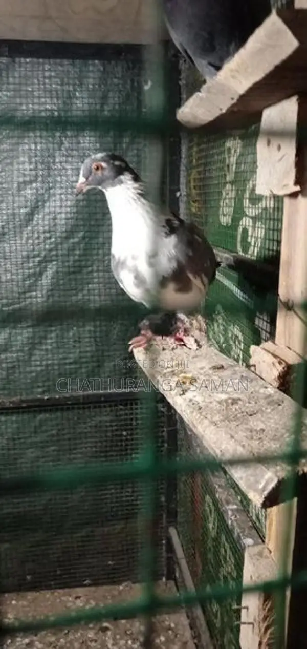 පරවියන්