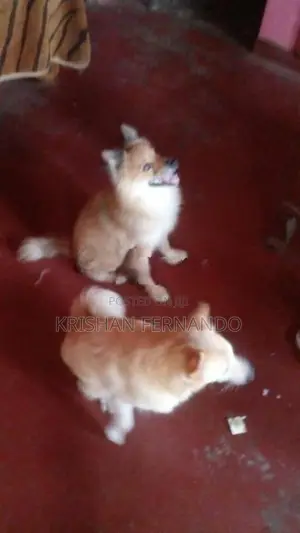 Pomeranian Dog Puppies