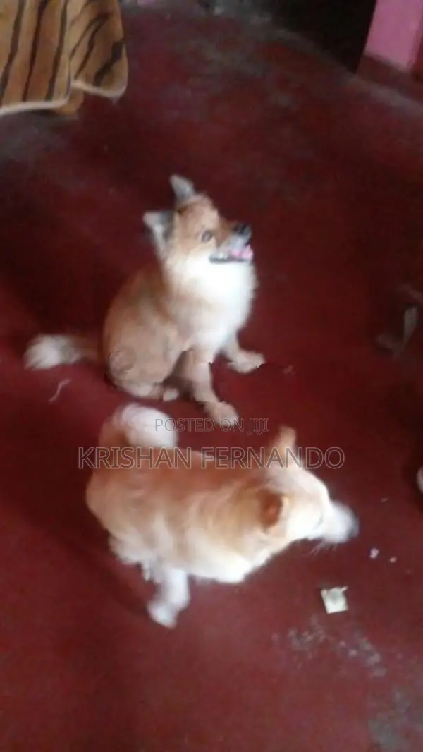 Pomeranian Dog Puppies