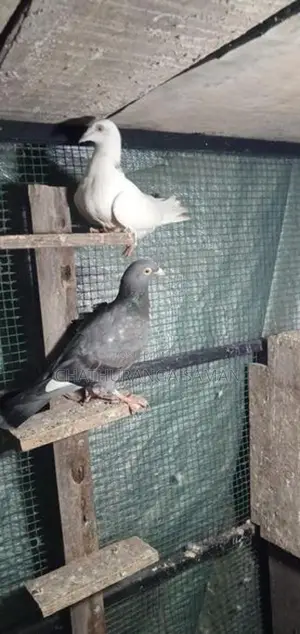 පරවියන්