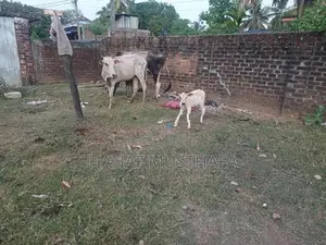 Farm Cows