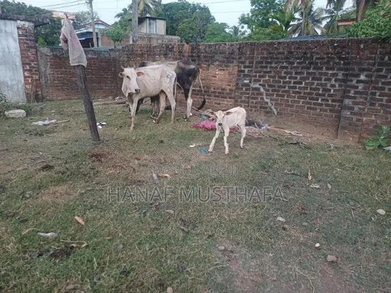 Farm Cows