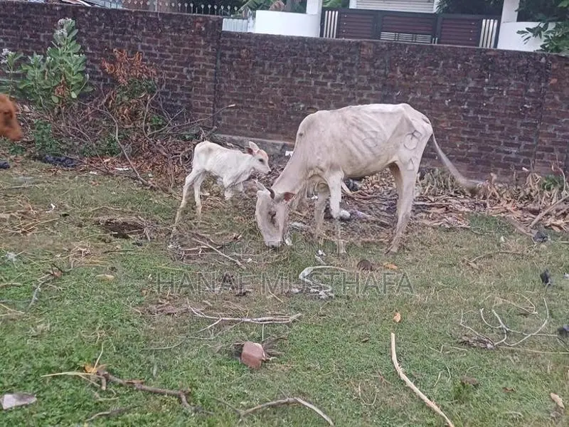 Farm Cows