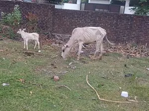 Farm Cows