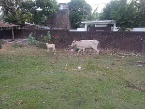 Farm Cows