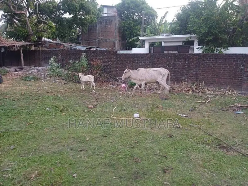 Farm Cows