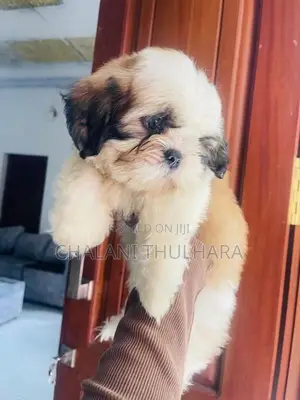 Shih Tzu Puppies