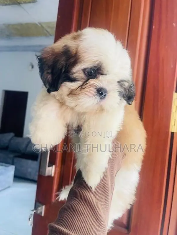 Shih Tzu Puppies